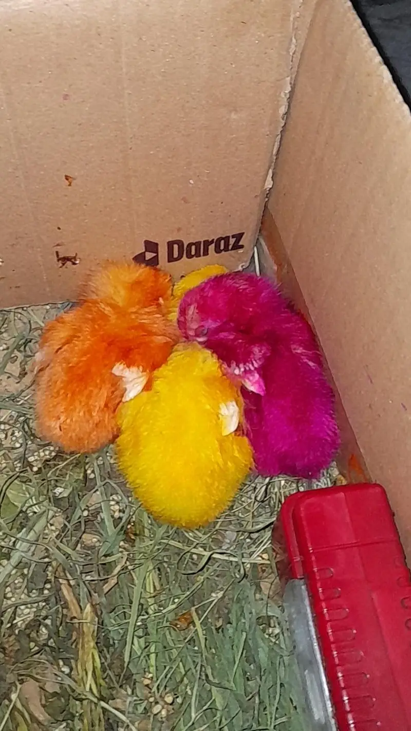 Chick for free — photo 2