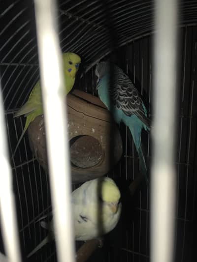 2 male 2 female