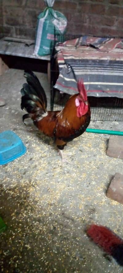 totally Desi murga and murgi Desi diet Ghar ke ple hwe ha full active
