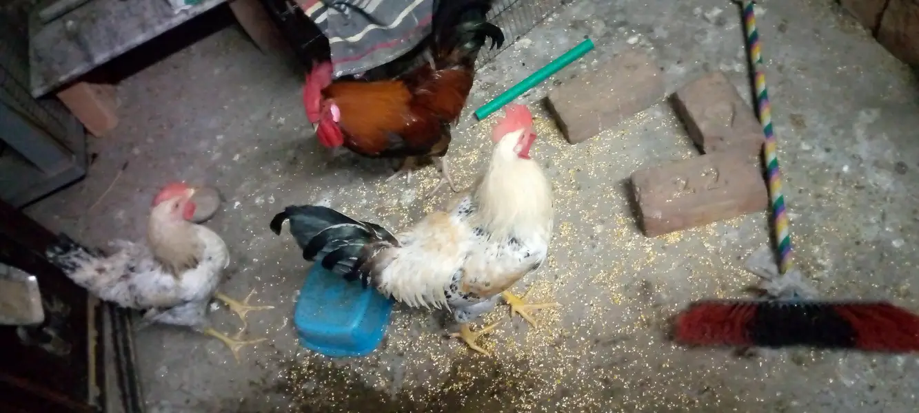 totally Desi murga and murgi Desi diet Ghar ke ple hwe ha full active — photo 4