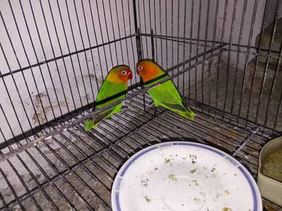 Conform pair