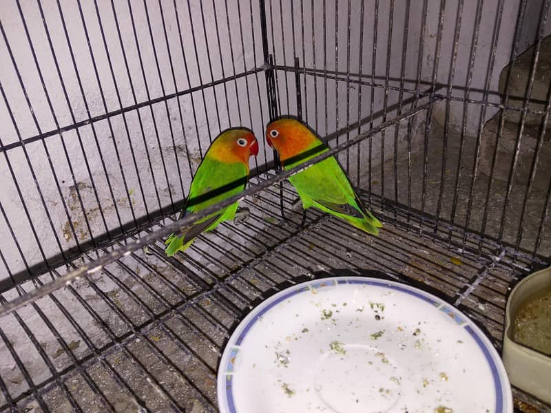 Conform pair 0