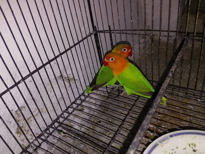 Conform pair 1