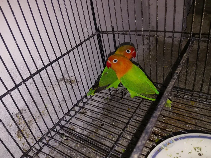 Conform pair — photo 2