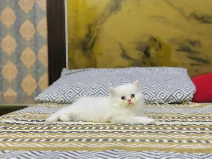 (Persian female kitten) (for sale all) (Pakistan delivery available) — photo 2