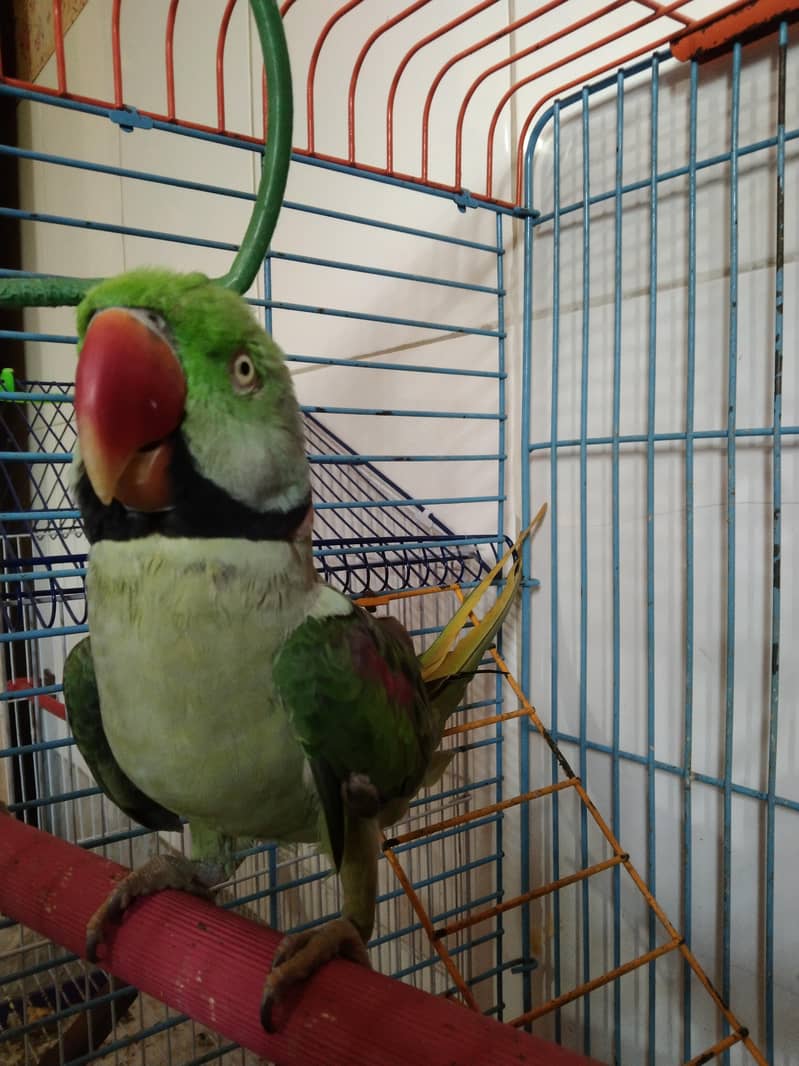 hand taim 2