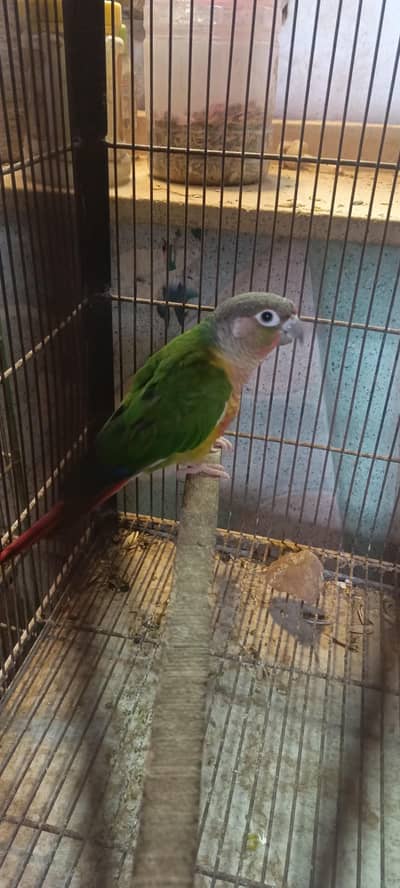 Pineapple with Green chick conure pair