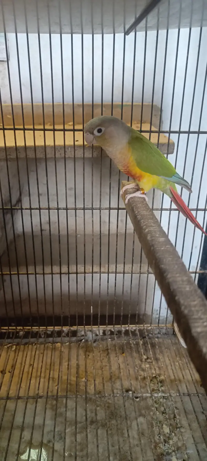 Pineapple with Green chick conure pair — photo 2