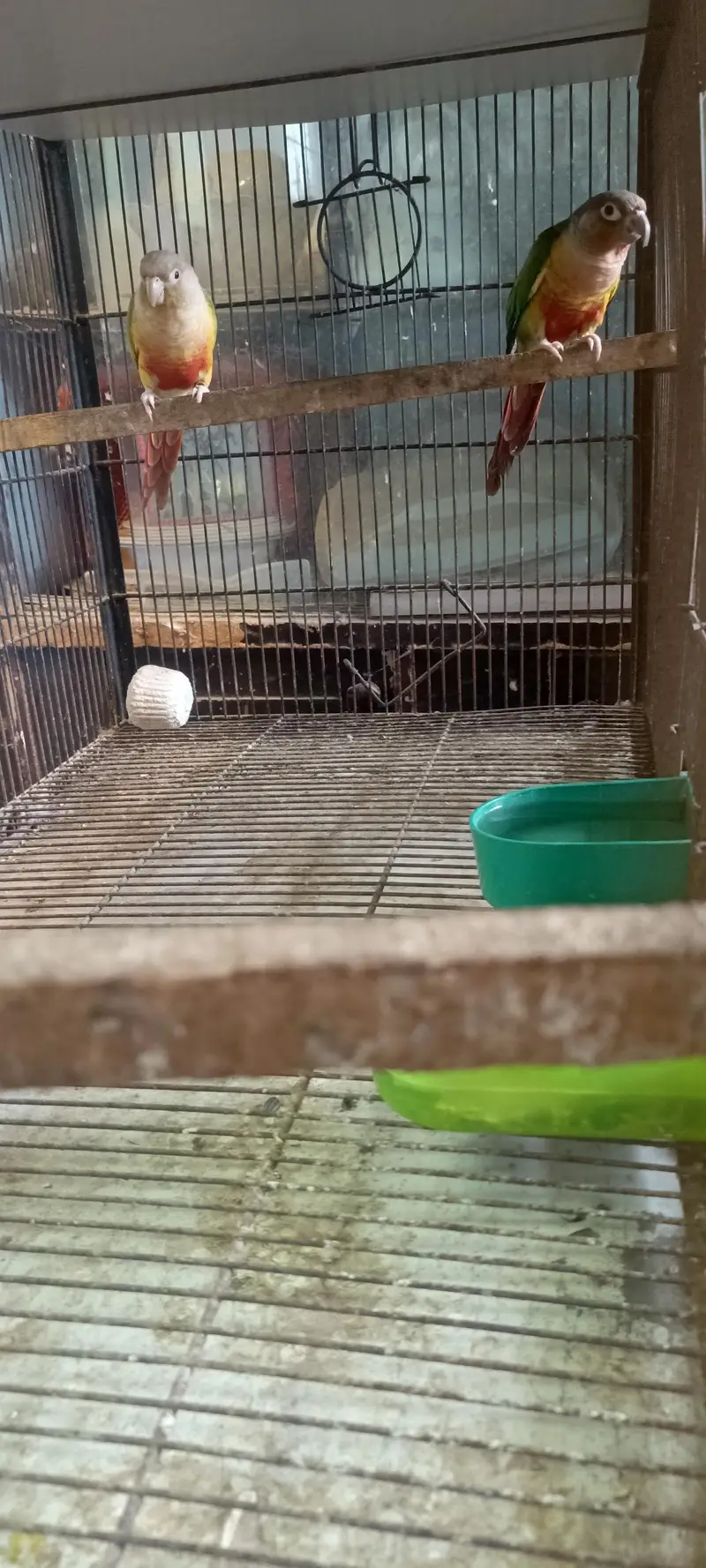 Pineapple with Green chick conure pair — photo 3