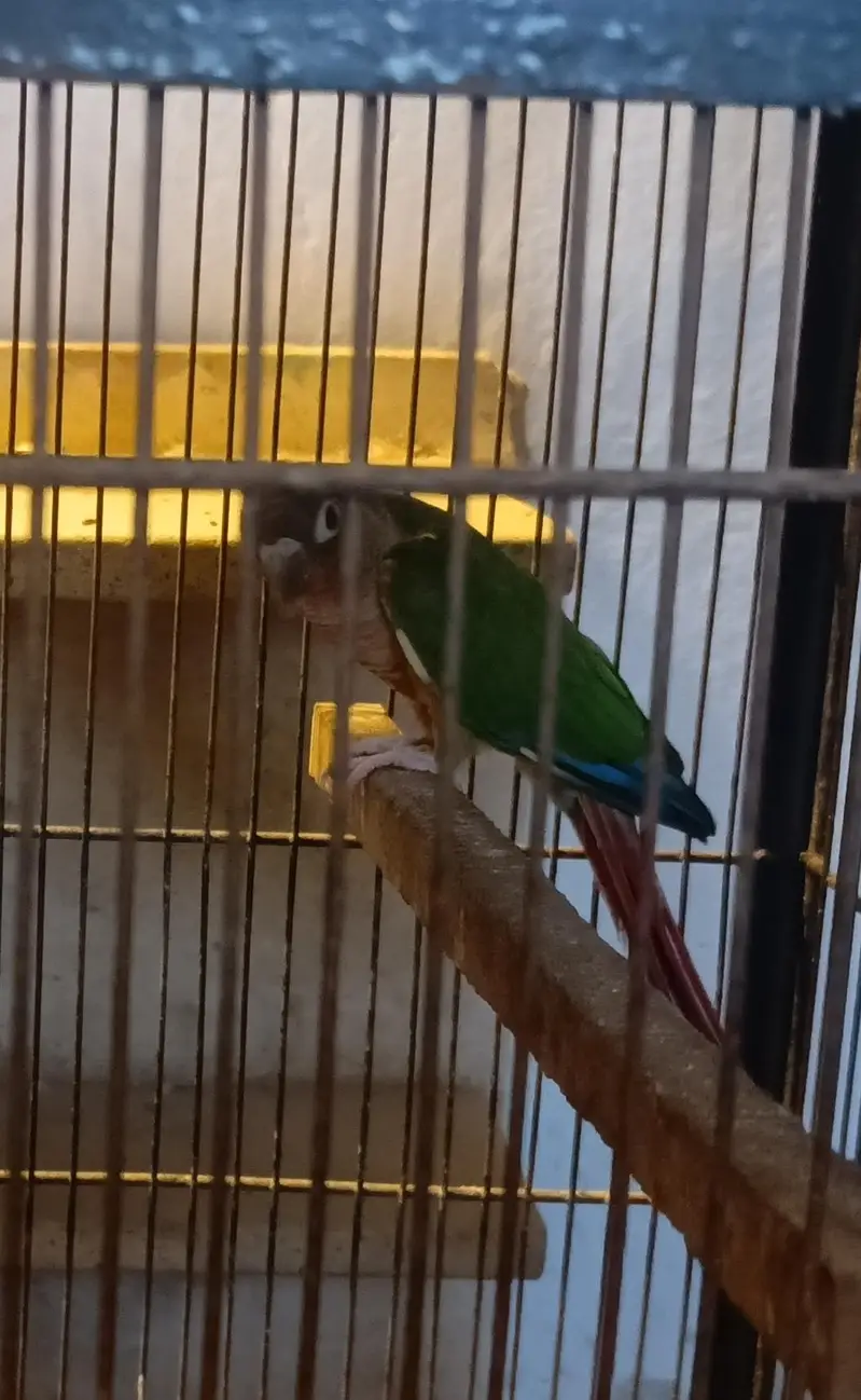 Pineapple with Green chick conure pair — photo 4