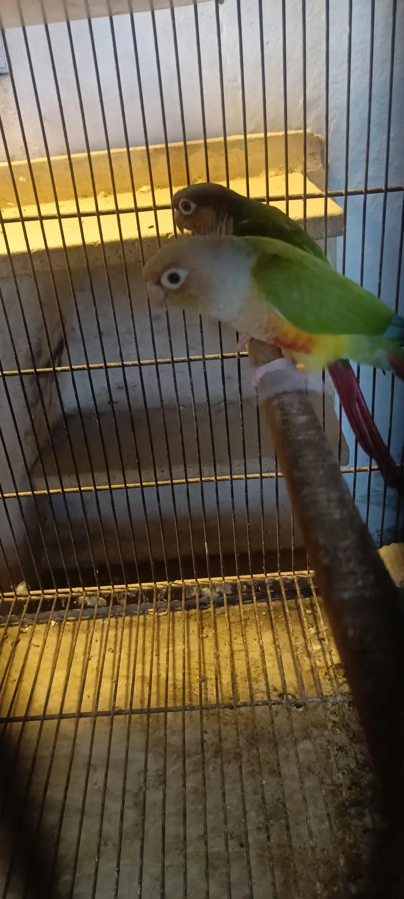 Pineapple with Green chick conure pair — photo 5