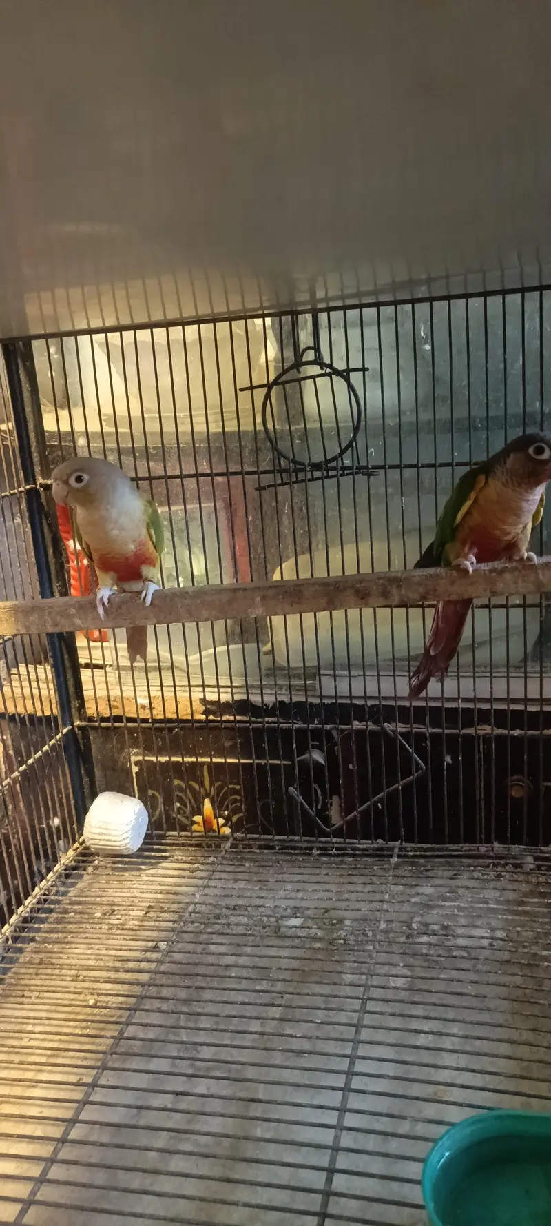 Pineapple with Green chick conure pair — photo 6