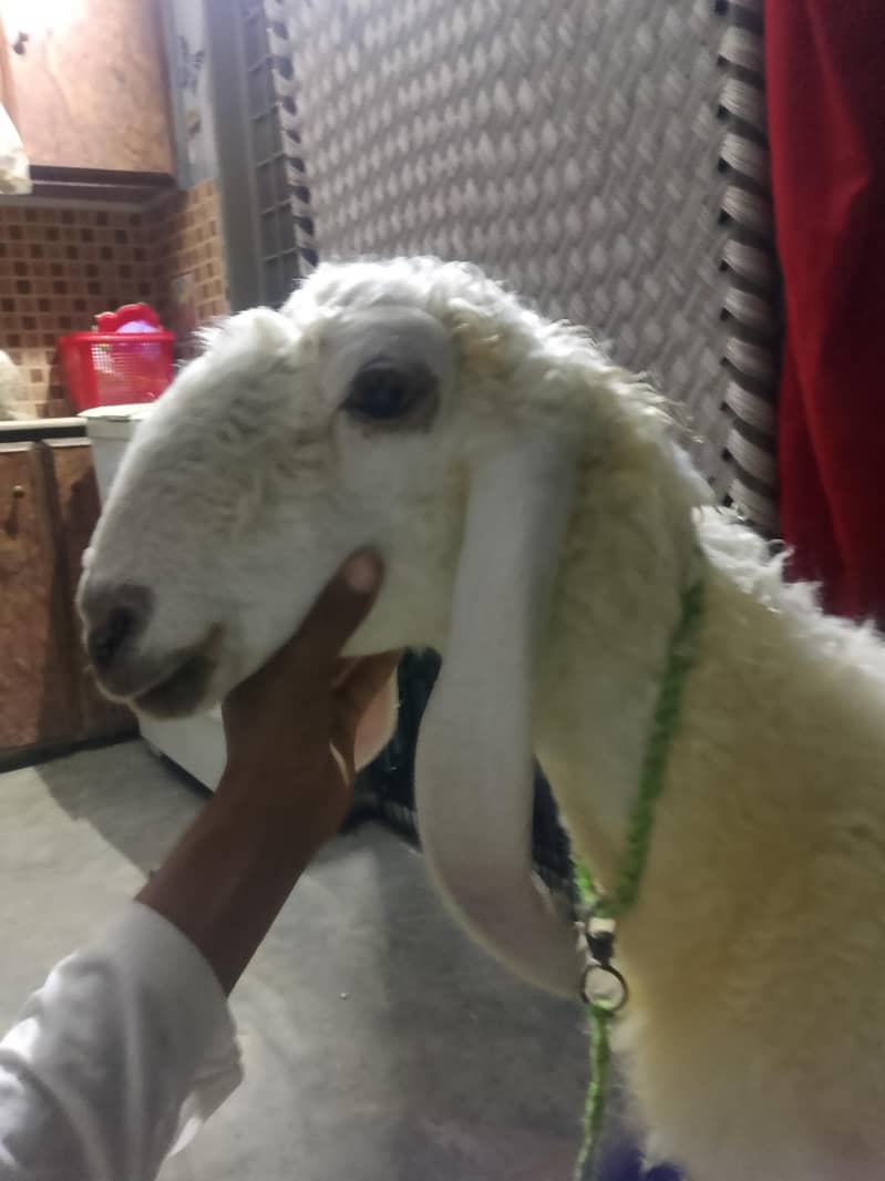 kajli from sale 1
