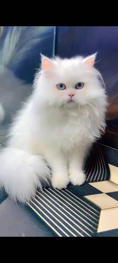 Persian cat for sale