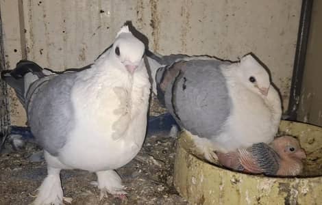 Sentiment Blue Bar Breeder Pair with one Chick available for sale