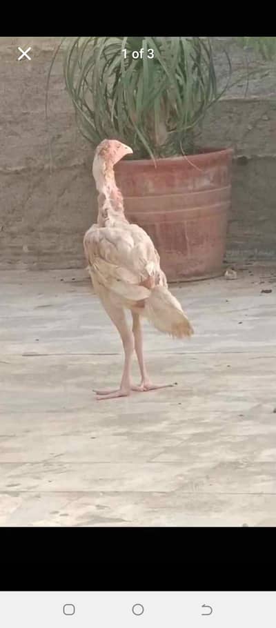 Heera aseel cross
