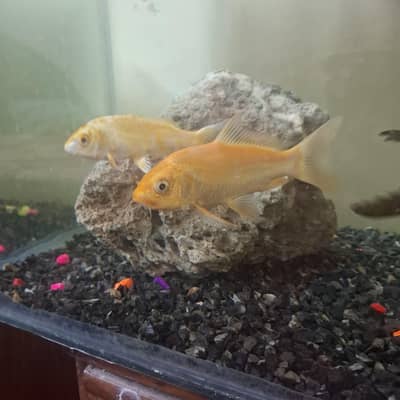 Gold koi, yellow koi, pleco( sucker fish)