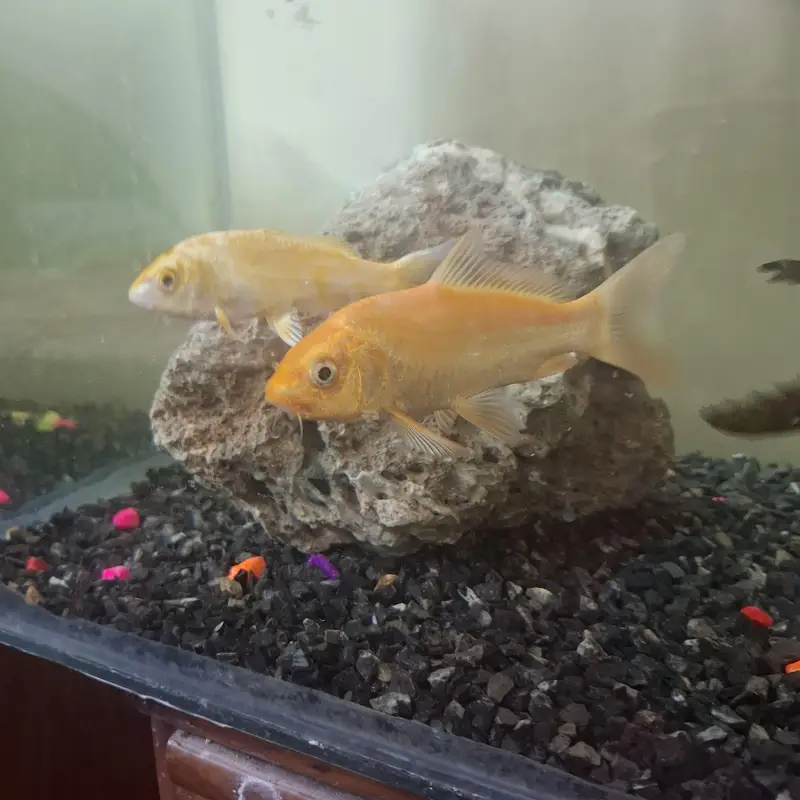 Gold koi, yellow koi, pleco( sucker fish)