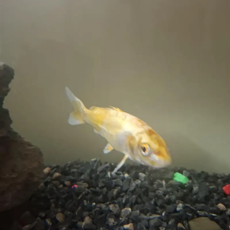 Gold koi, yellow koi, pleco( sucker fish) — photo 4