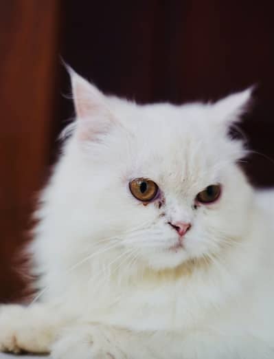Persion Cats Adult For Sale