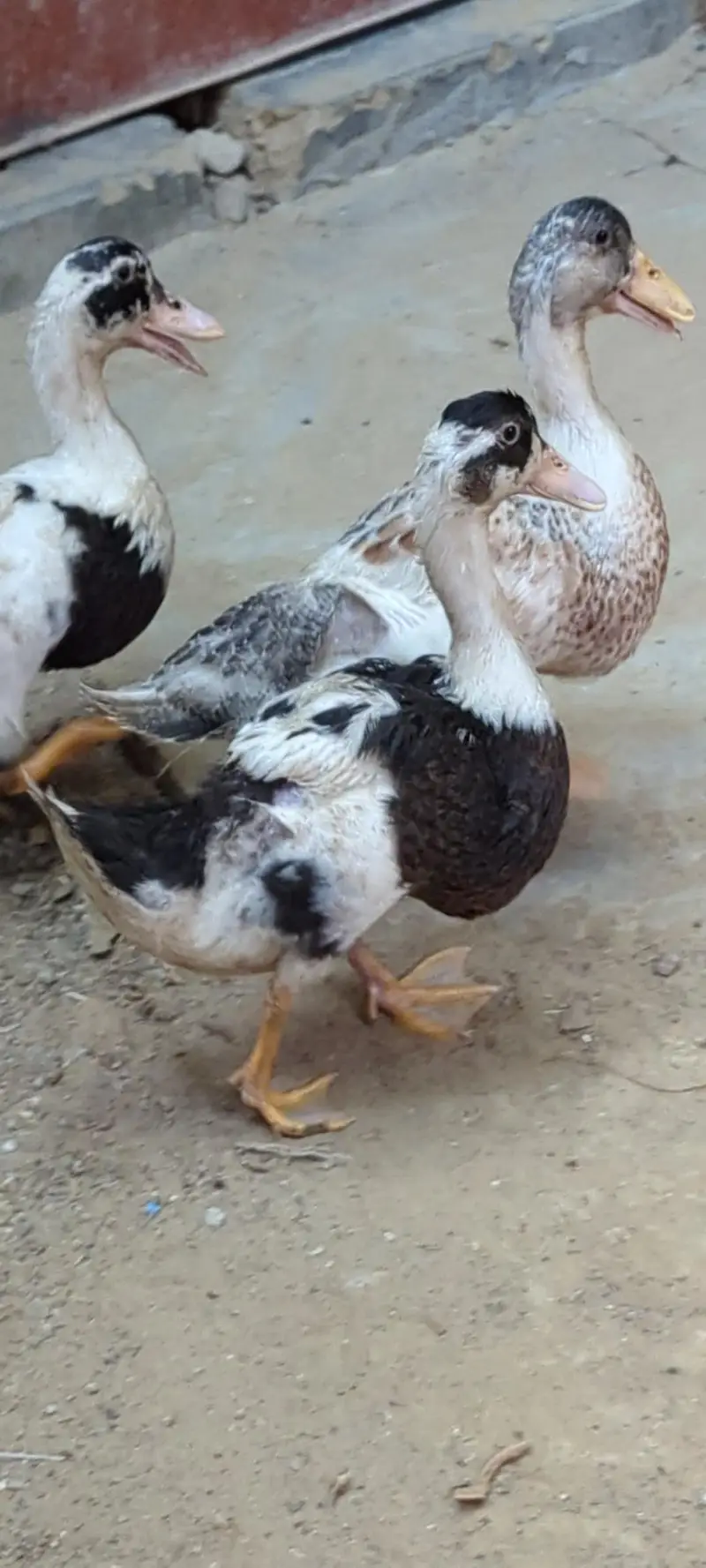 Desi DUCKS/ Farmi chicken/ Desi buff murga