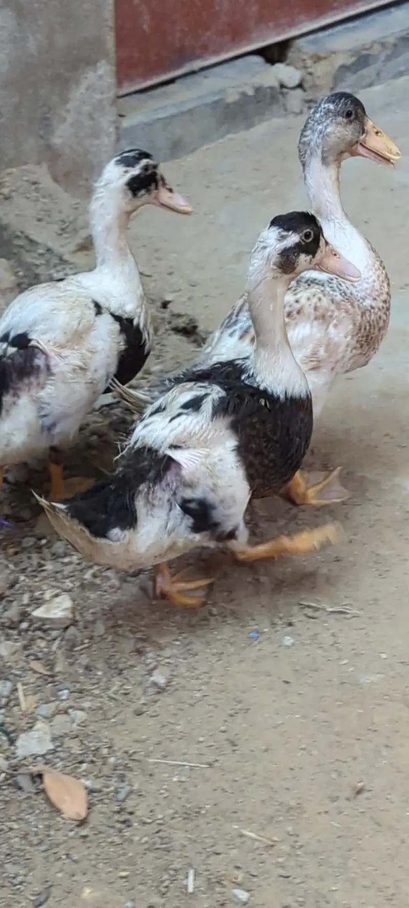Desi DUCKS/ Farmi chicken/ Desi buff murga — photo 2