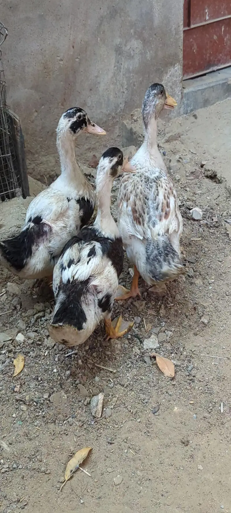 Desi DUCKS/ Farmi chicken/ Desi buff murga — photo 3