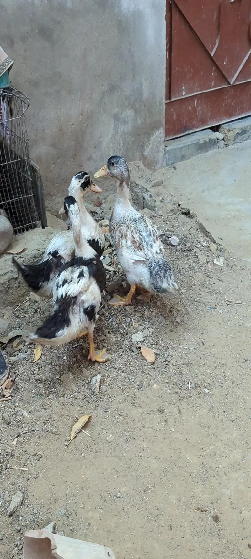 Desi DUCKS/ Farmi chicken/ Desi buff murga — photo 4