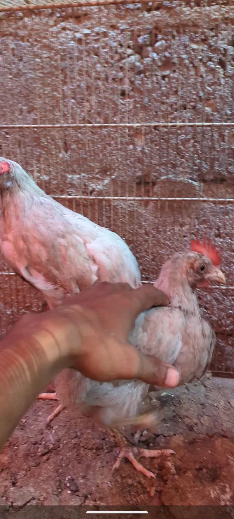 Desi DUCKS/ Farmi chicken/ Desi buff murga — photo 5