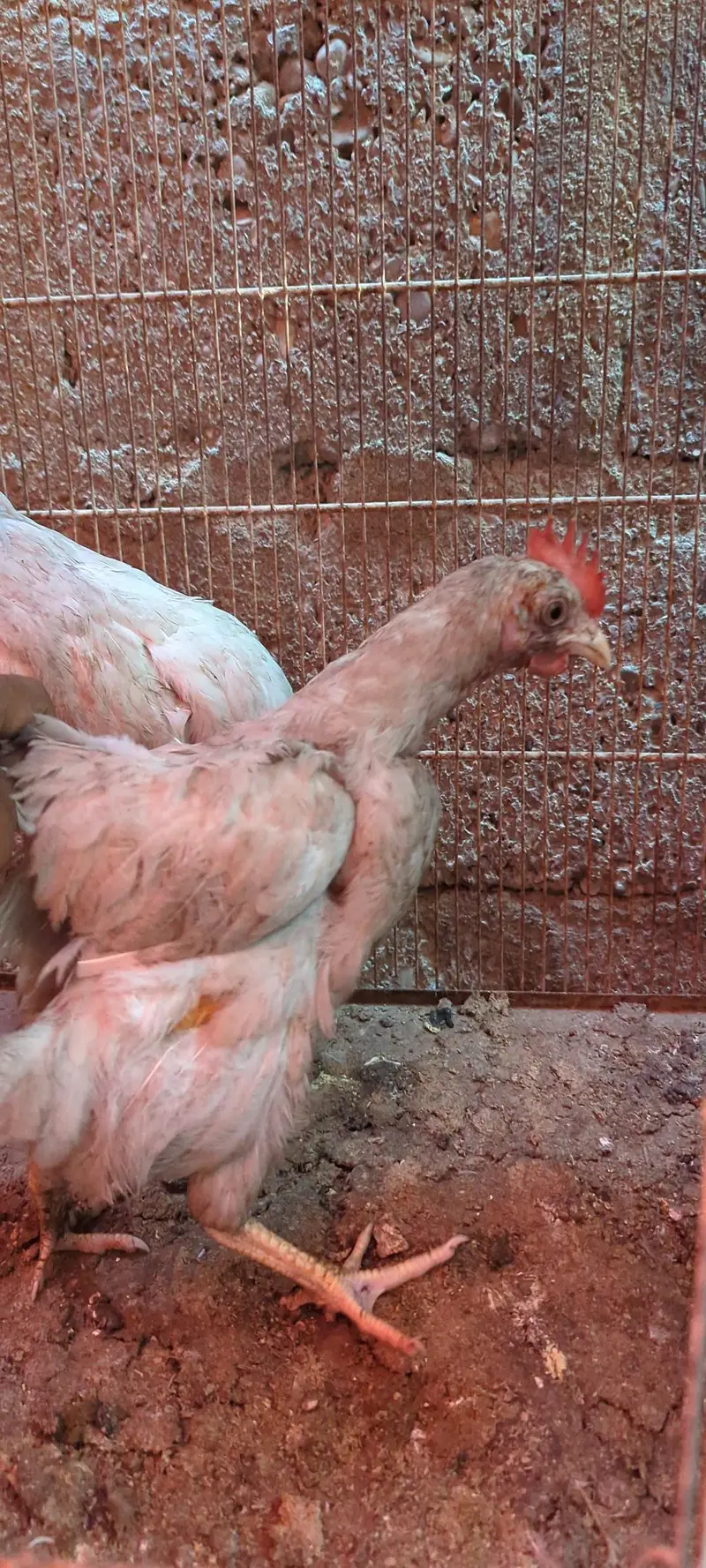 Desi DUCKS/ Farmi chicken/ Desi buff murga — photo 6