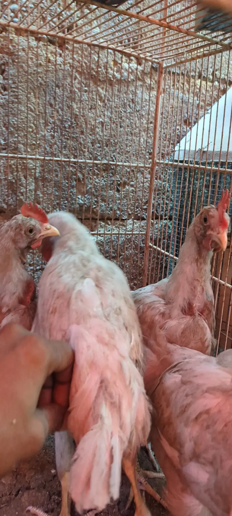 Desi DUCKS/ Farmi chicken/ Desi buff murga — photo 7