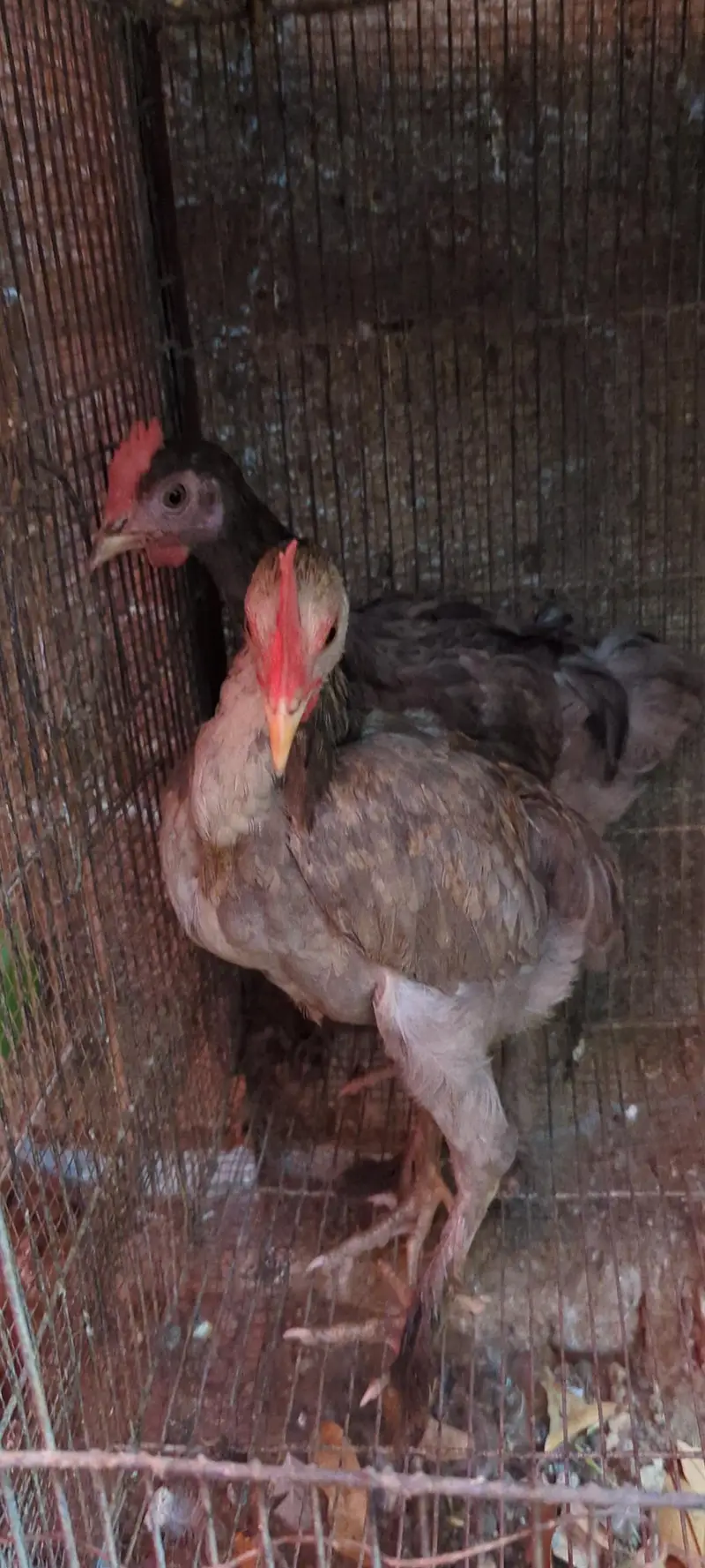 Desi DUCKS/ Farmi chicken/ Desi buff murga — photo 8