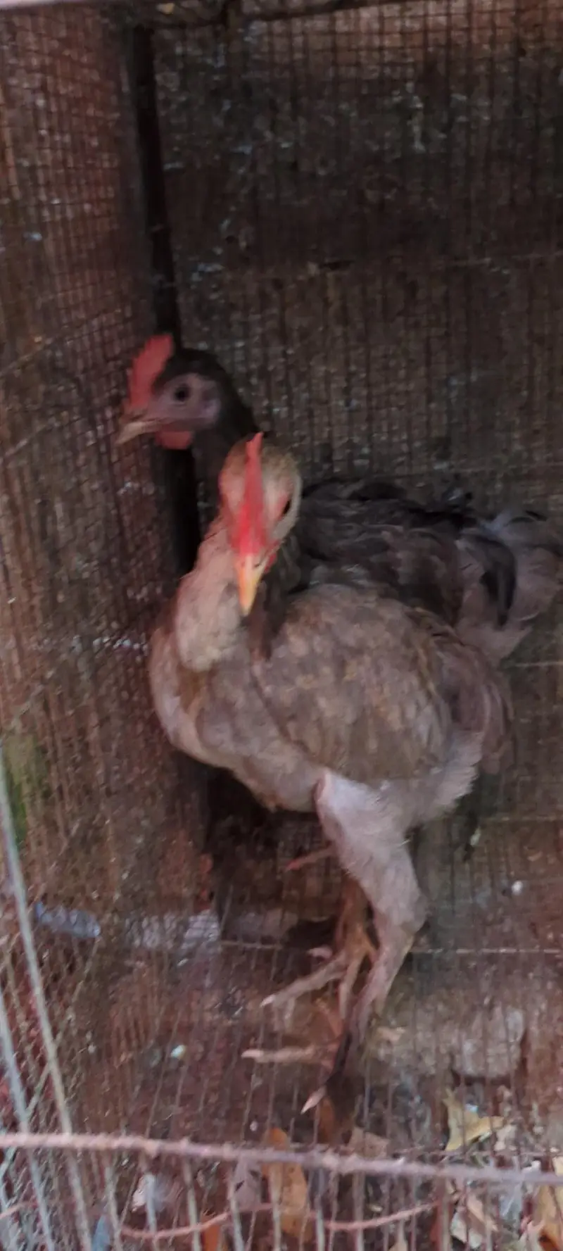 Desi DUCKS/ Farmi chicken/ Desi buff murga — photo 9