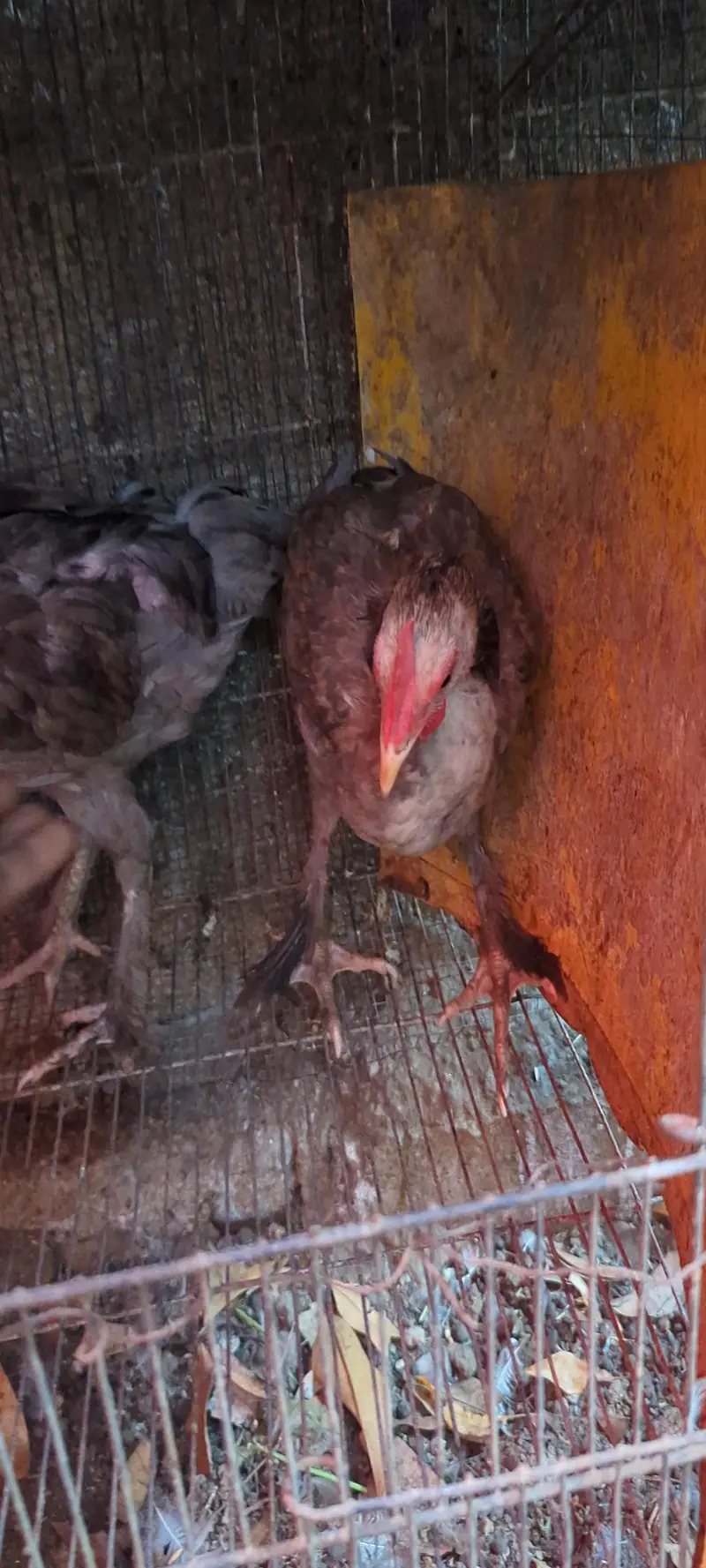 Desi DUCKS/ Farmi chicken/ Desi buff murga — photo 10