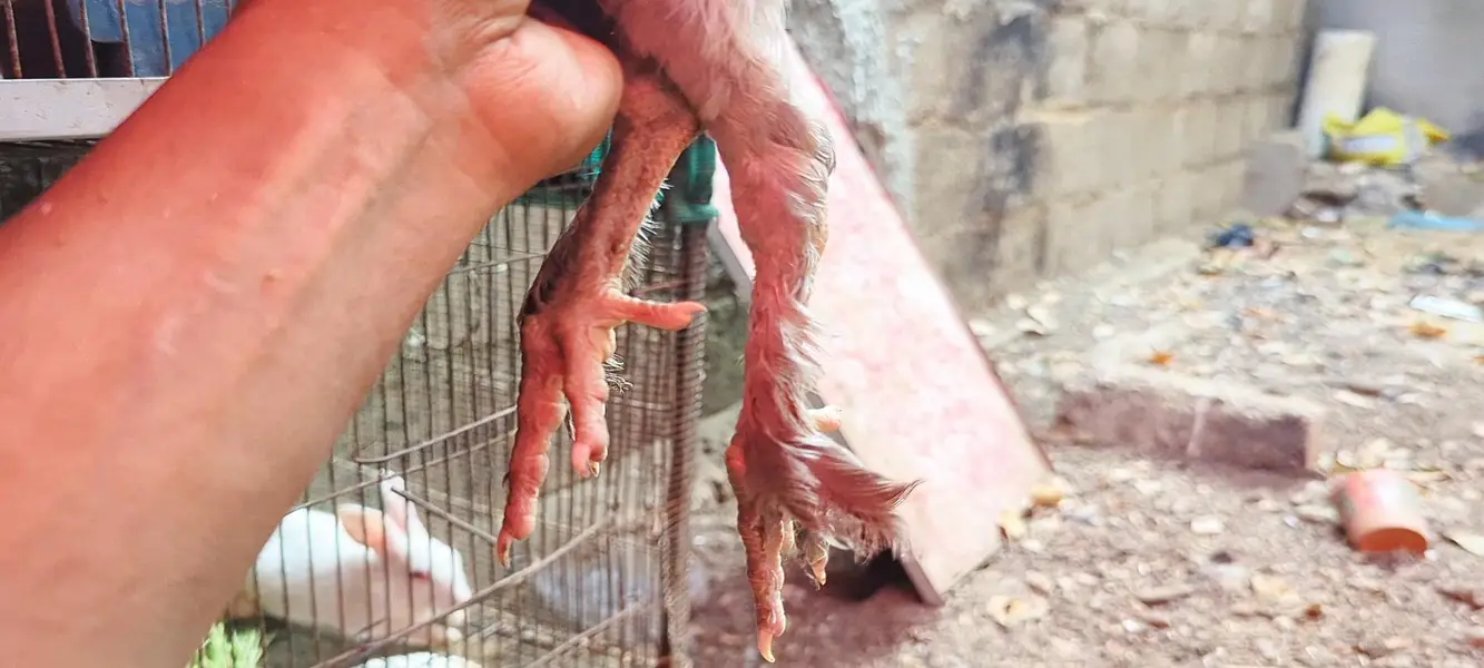 Desi DUCKS/ Farmi chicken/ Desi buff murga — photo 11