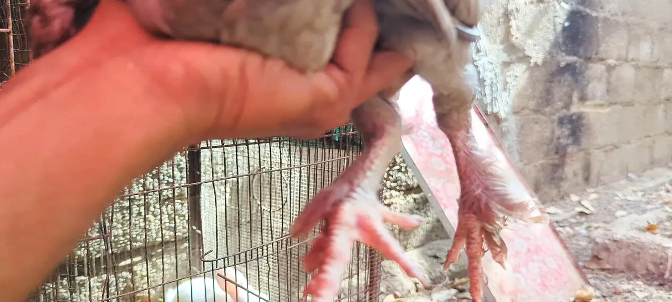 Desi DUCKS/ Farmi chicken/ Desi buff murga — photo 12