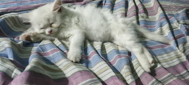 male and female with yellow,sky blue eyes triple cot03220172500