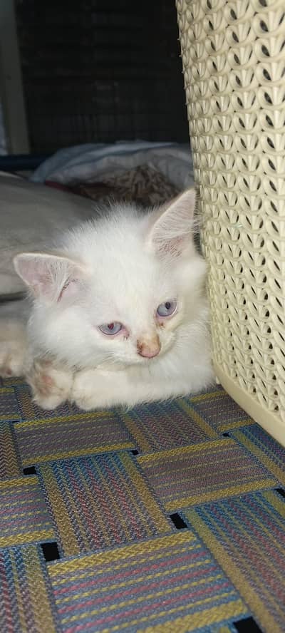 male and female pair with yellow,sky blue eyes triple cot03220172500