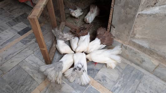 Lackay Kabooter Pairs (pegions)