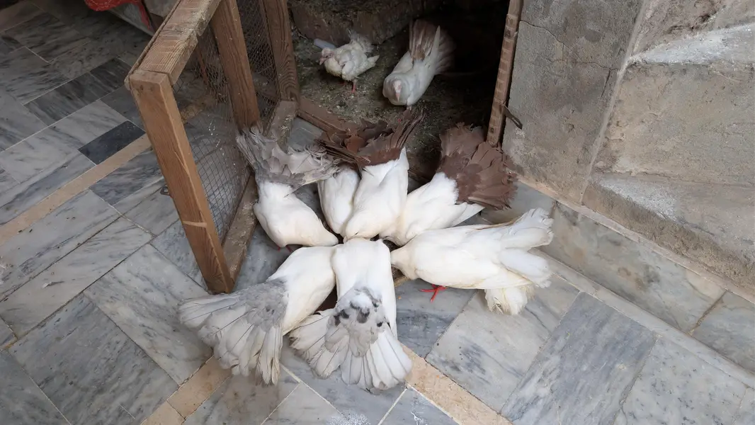 Lackay Kabooter Pairs (pegions)