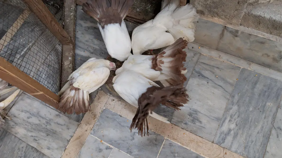 Lackay Kabooter Pairs (pegions) — photo 2
