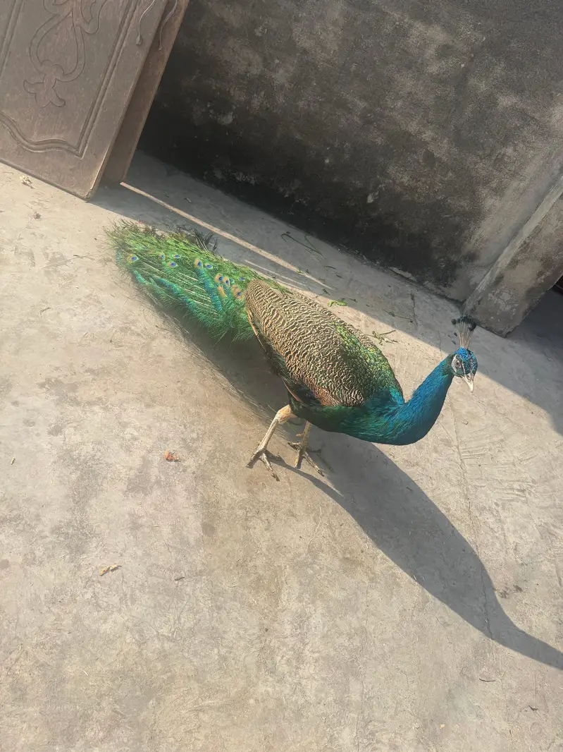 peacocks for sale