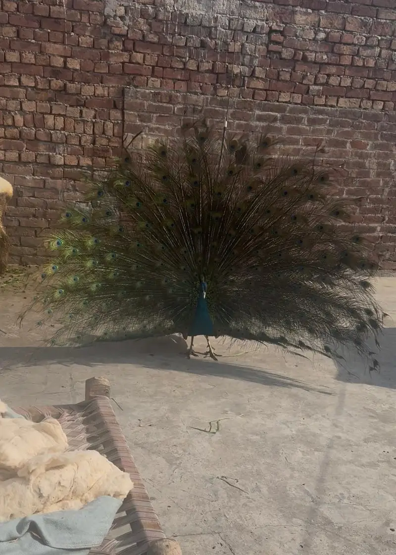peacocks for sale — photo 4