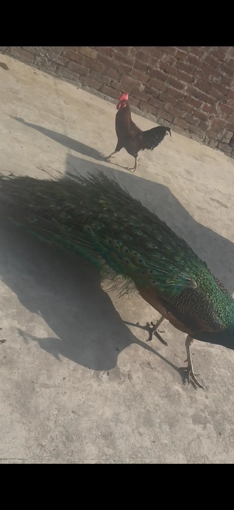 peacocks for sale — photo 5