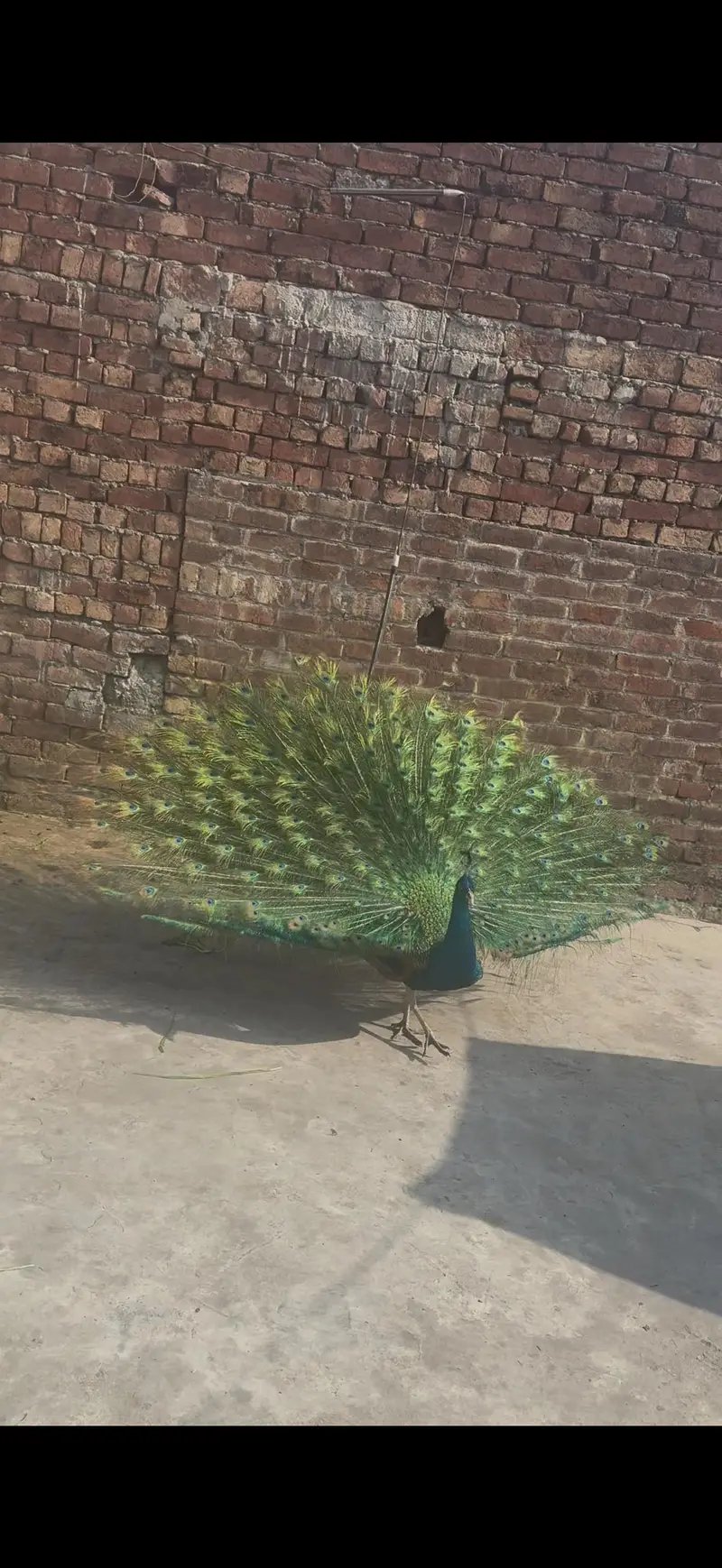 peacocks for sale — photo 6