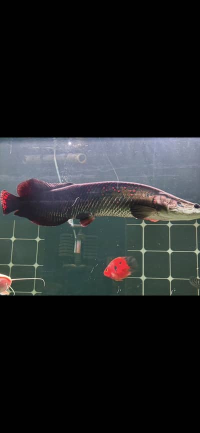 Red rose arapaima