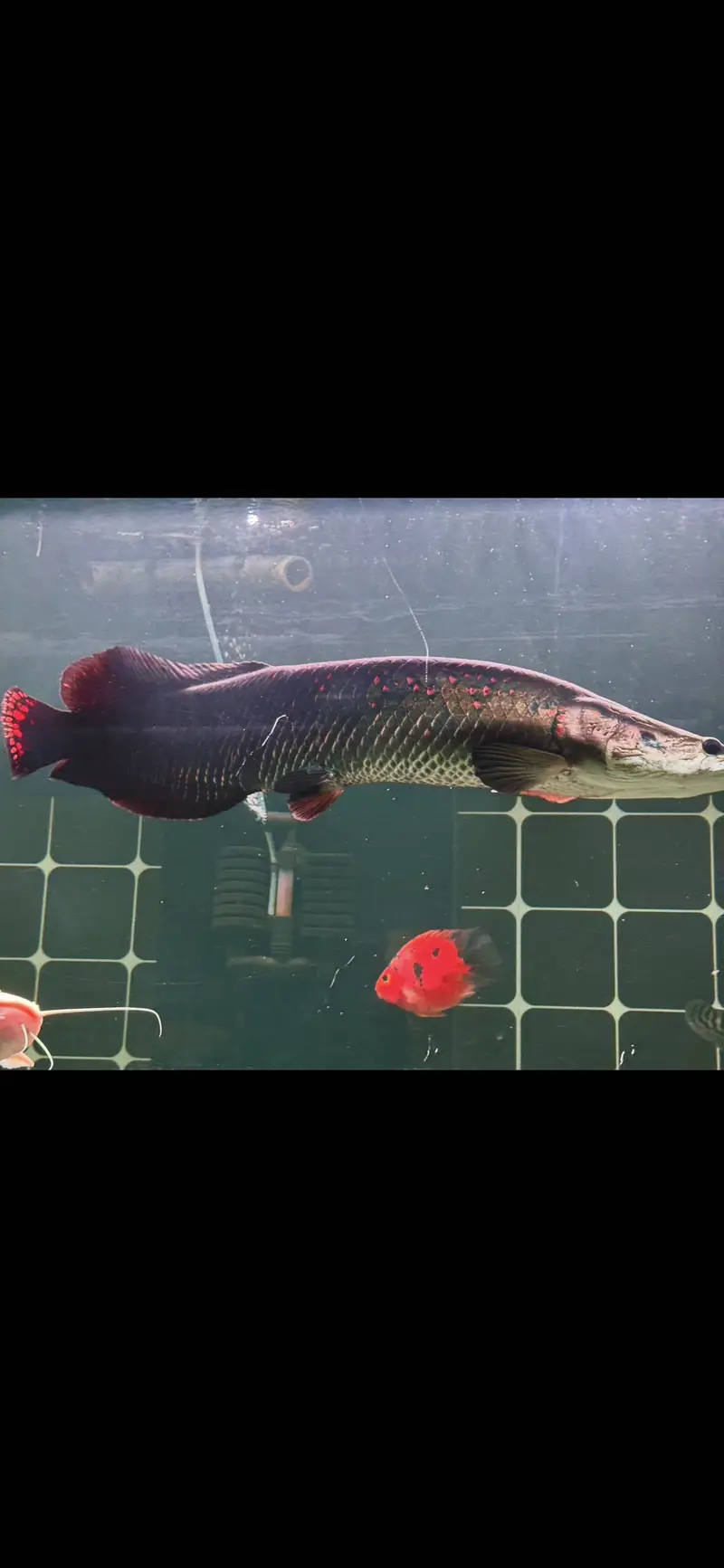 Red rose arapaima
