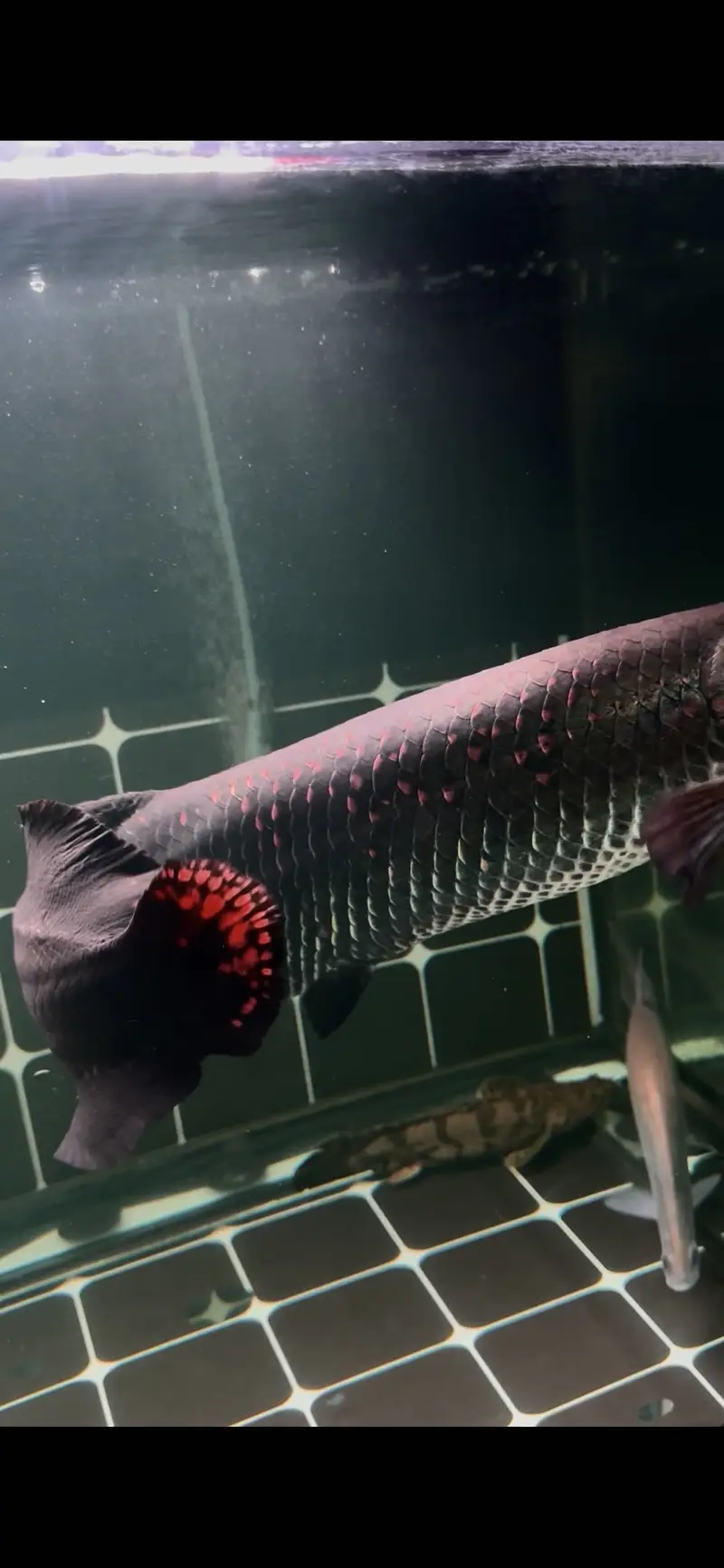 Red rose arapaima — photo 2