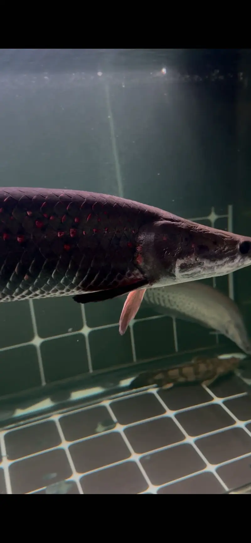 Red rose arapaima — photo 3