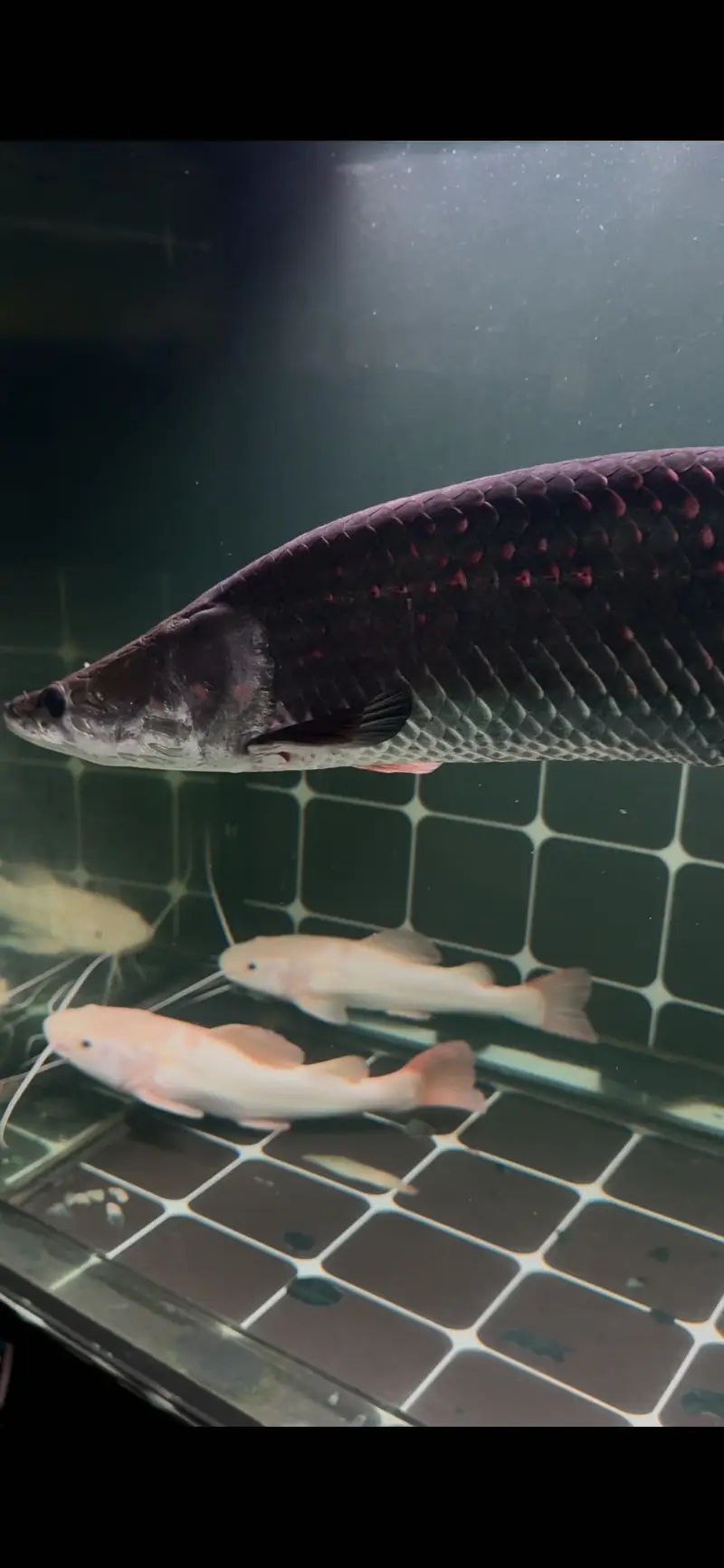 Red rose arapaima — photo 4